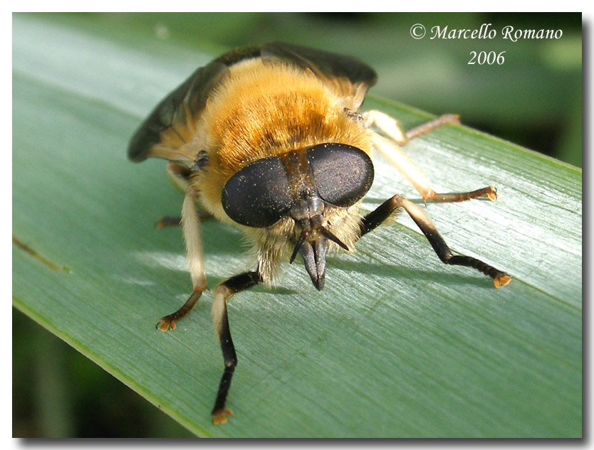 Dittero  bello e riflessioni sul bello e sul repellente